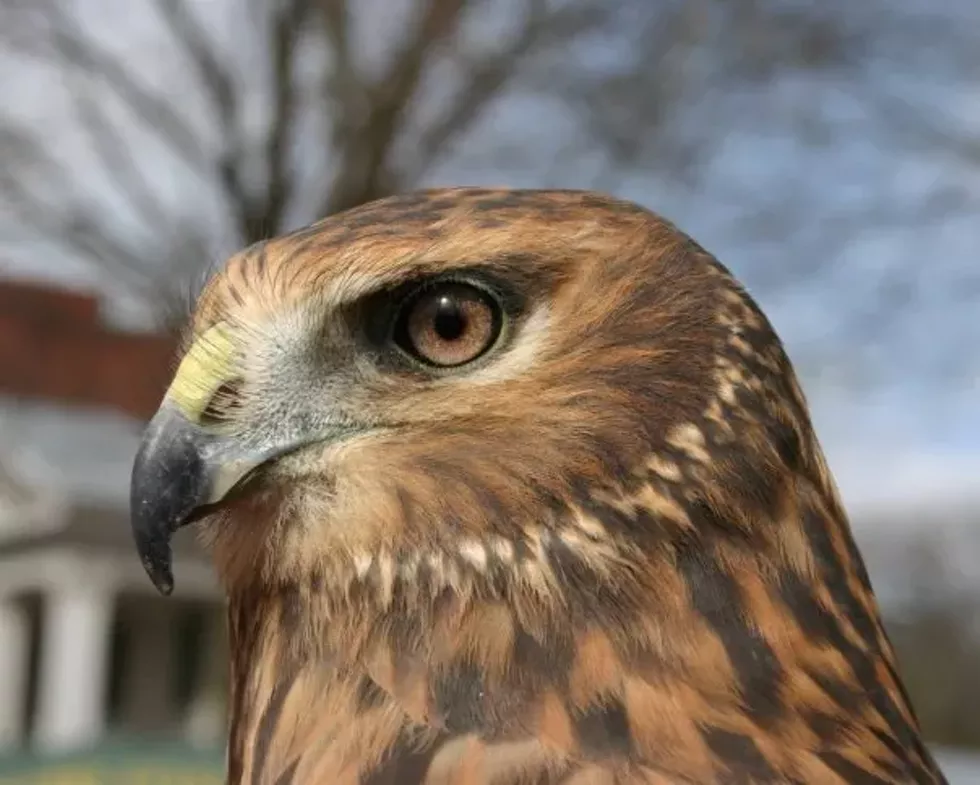 northern_harrier.webp
