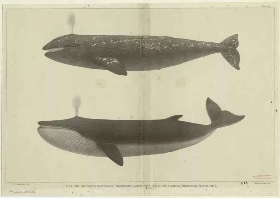 bard_steam_surf_whale_nypl.webp
