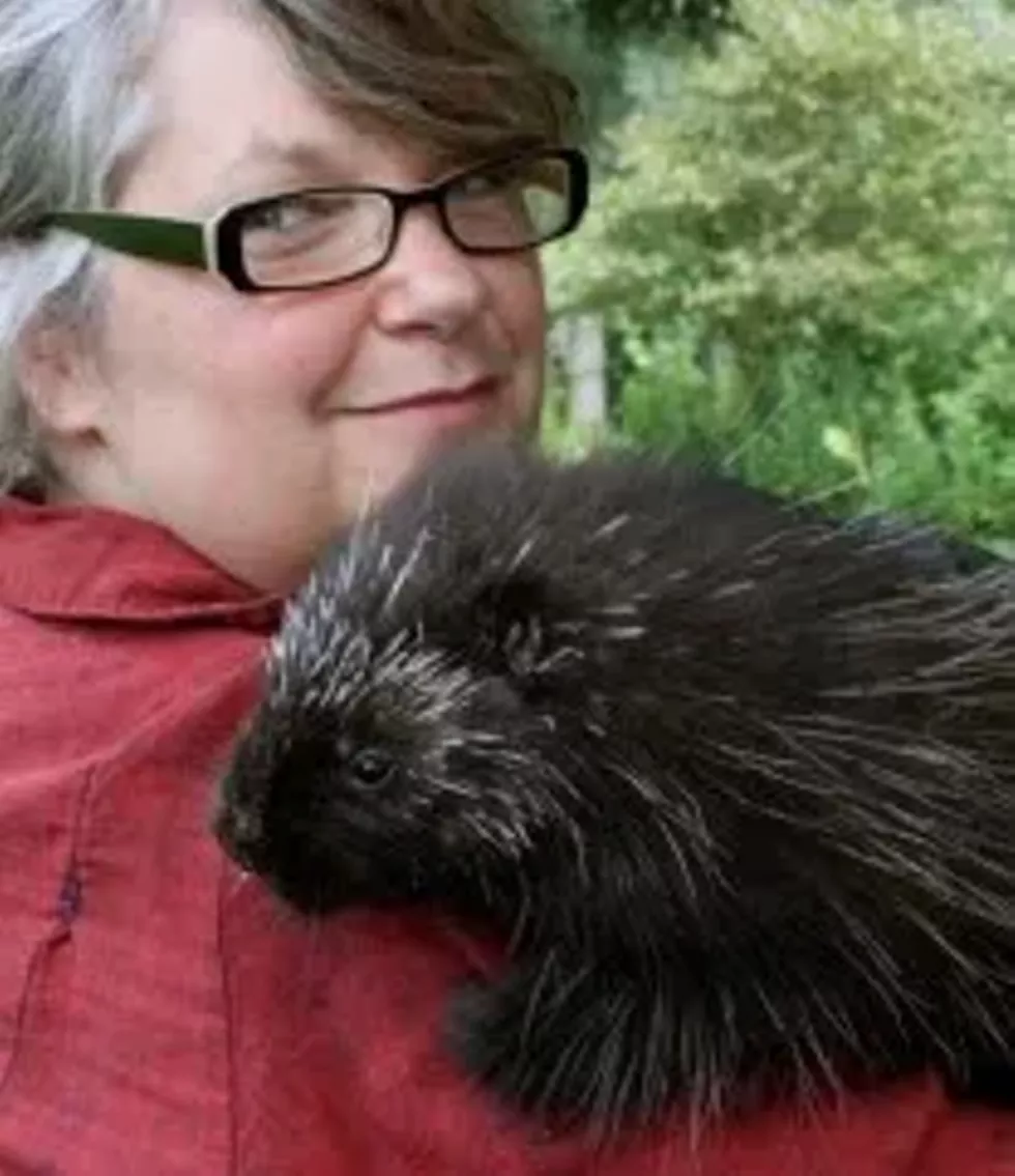 porcupine-2.webp