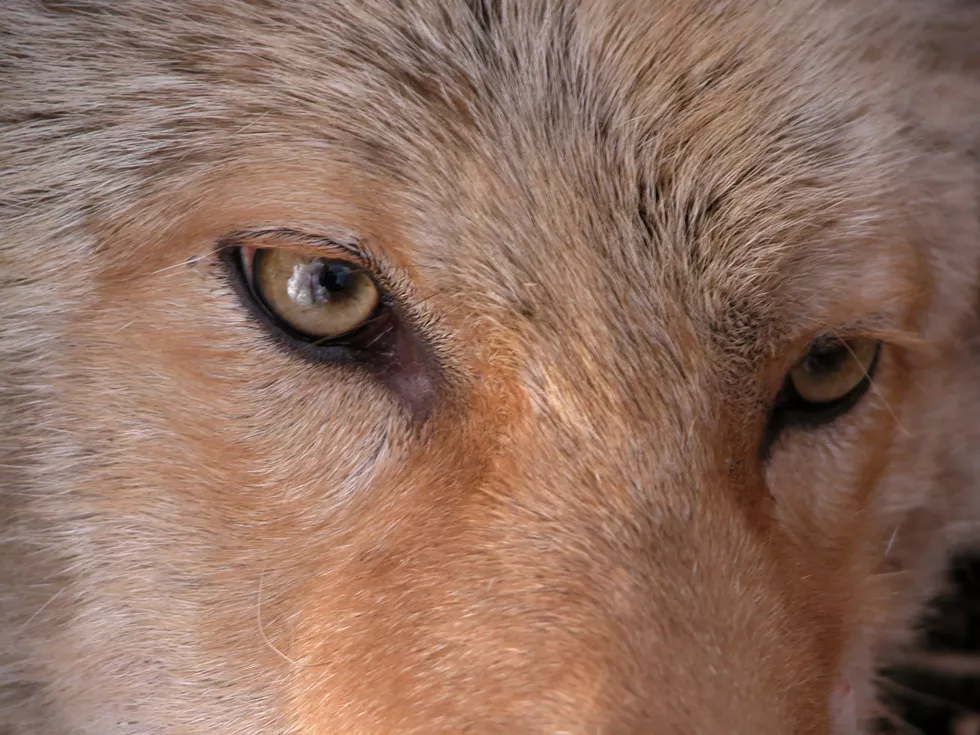 c002f_healthy_eyes.webp