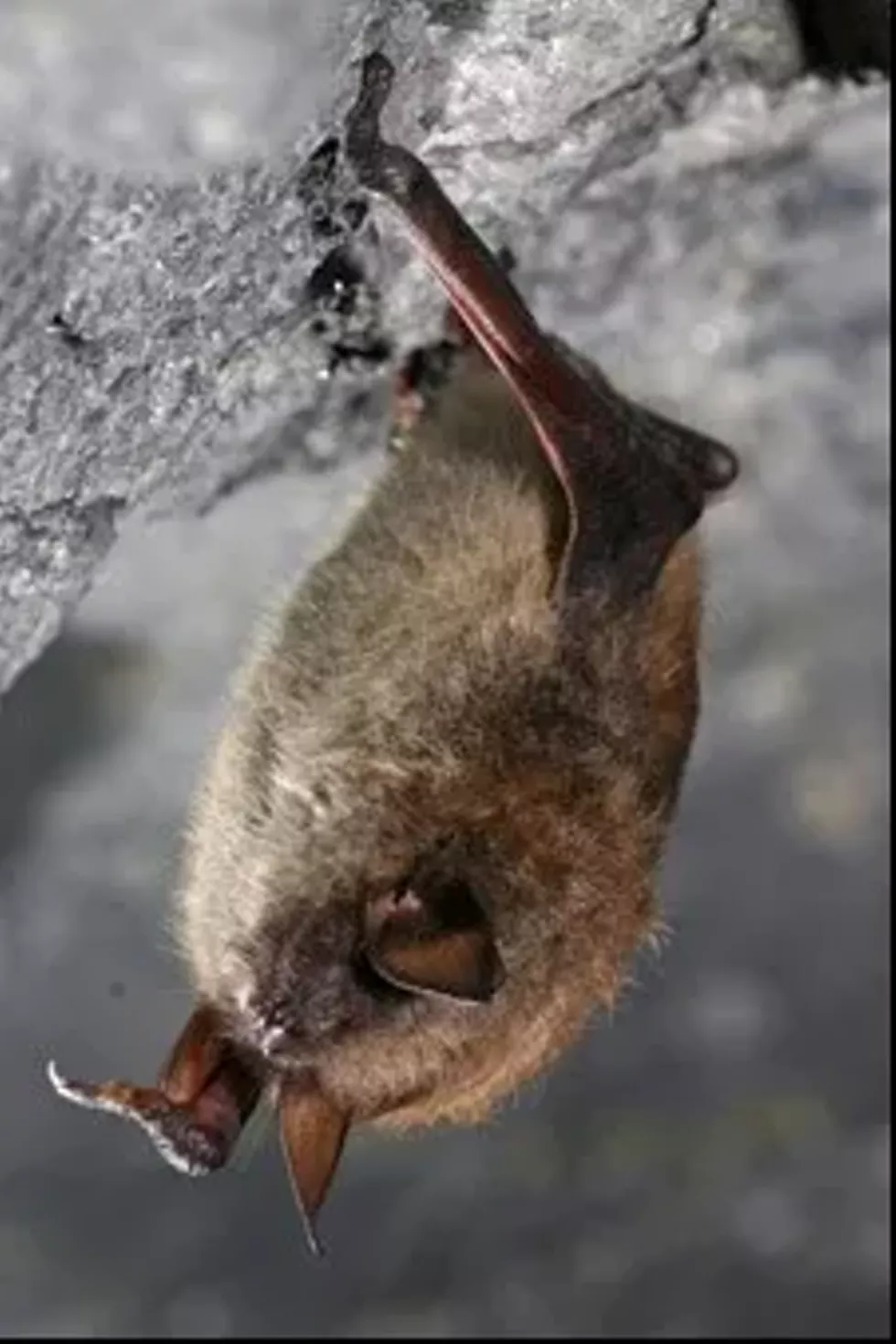 little_brown_bat_nysdec.webp