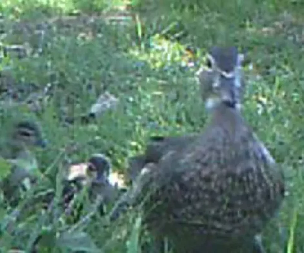 wood_duck_looks_at_us.webp