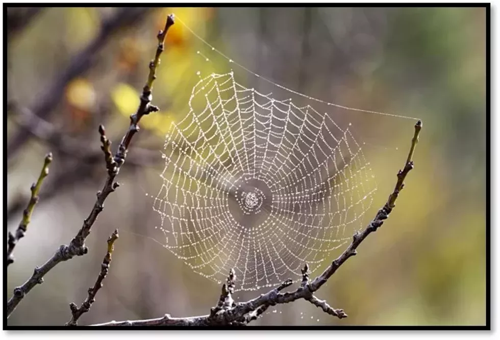 spider_web.webp