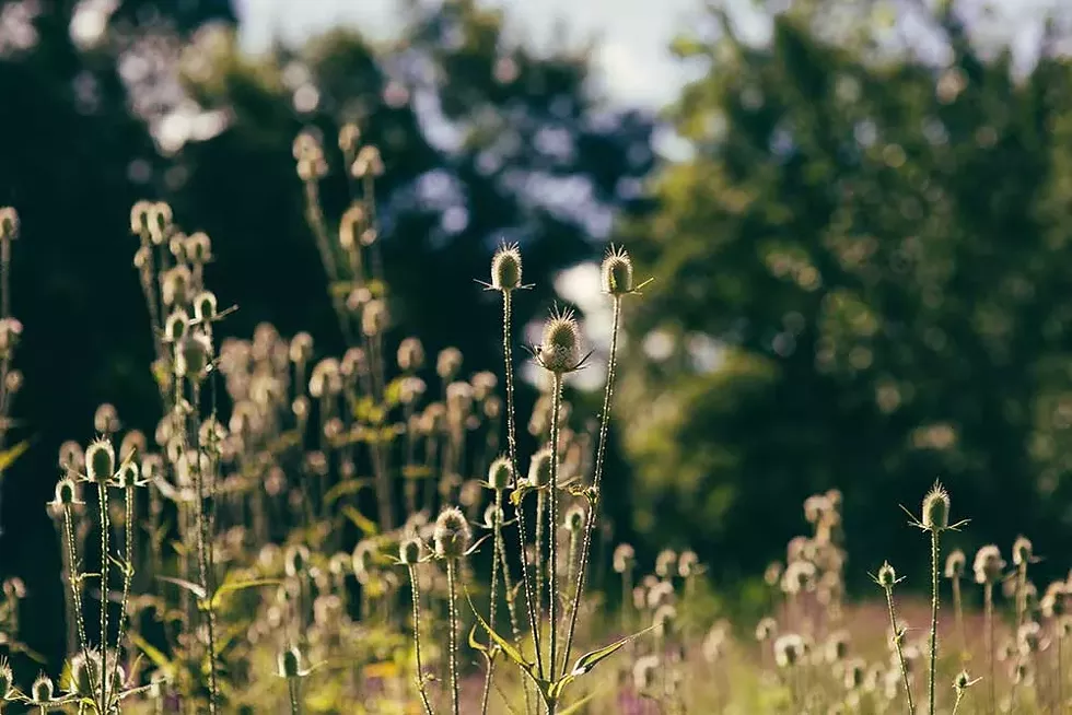 teasel_in_back_field-2.webp