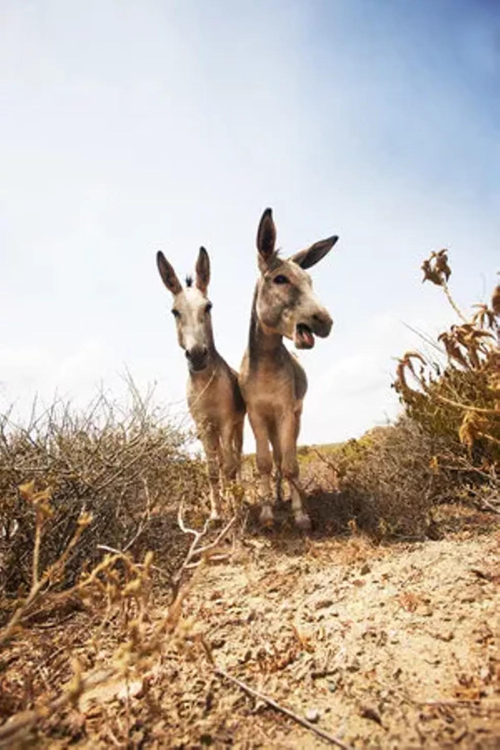 coughing_donkeys.webp