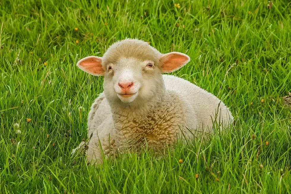 sheep-872184_960_720.webp
