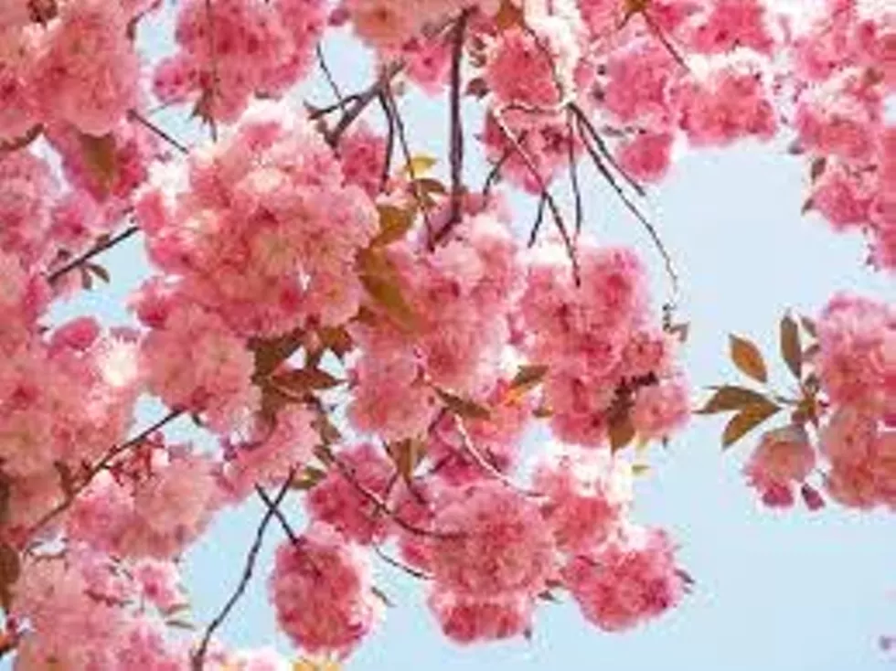 cherry.webp