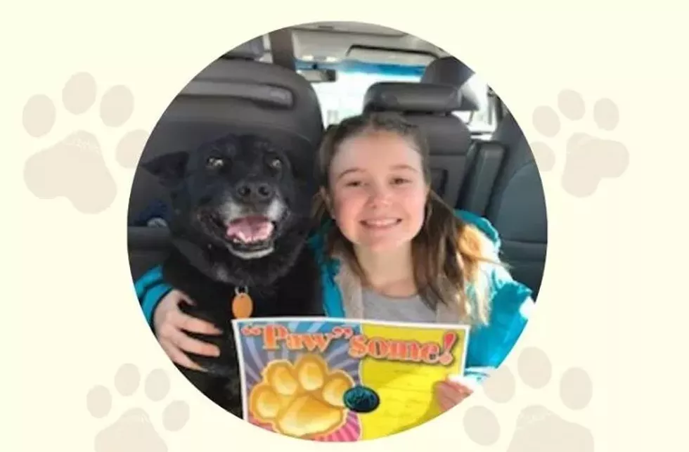 wilson_therapy_dogfb.webp