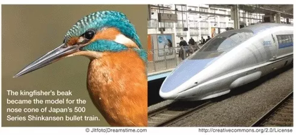 Kingfisher - Bullet Train
