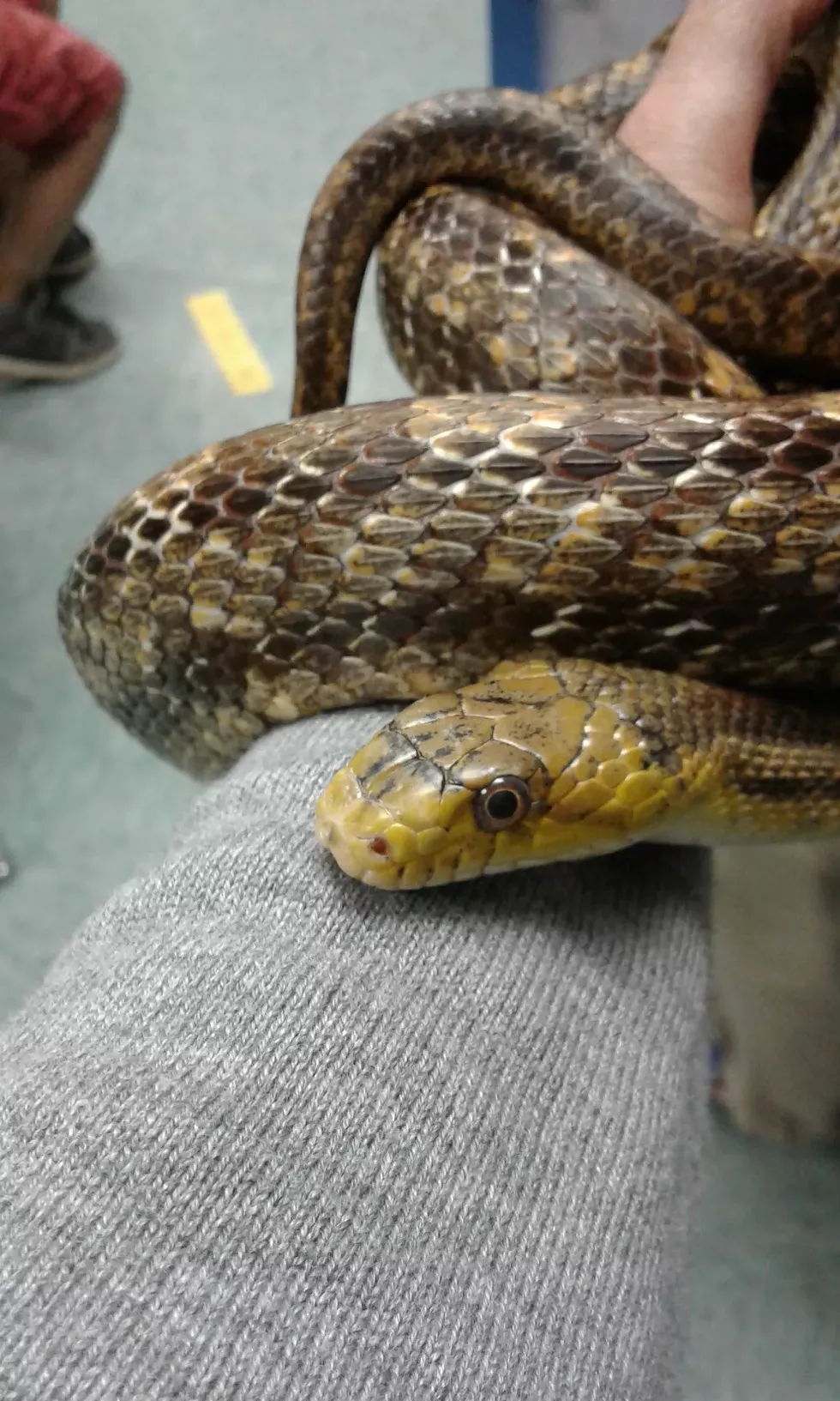 Rat snake