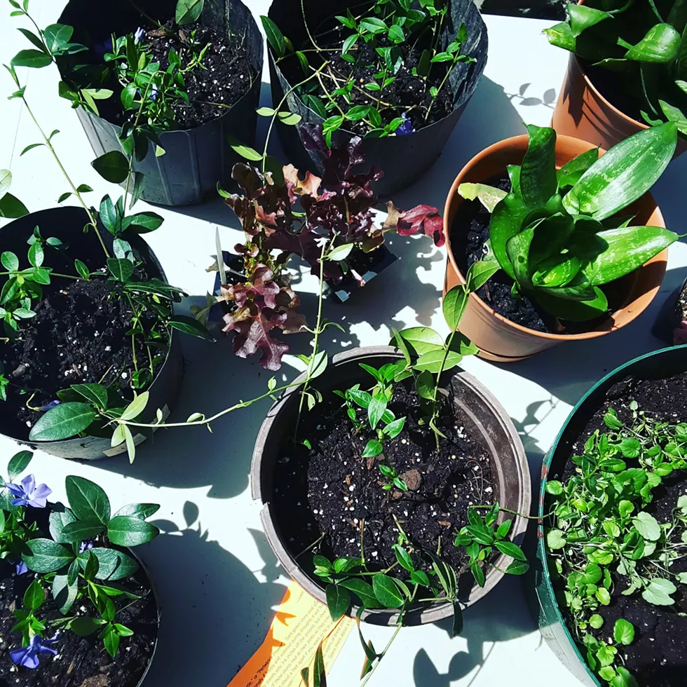 plant_swap_pic_2018.webp