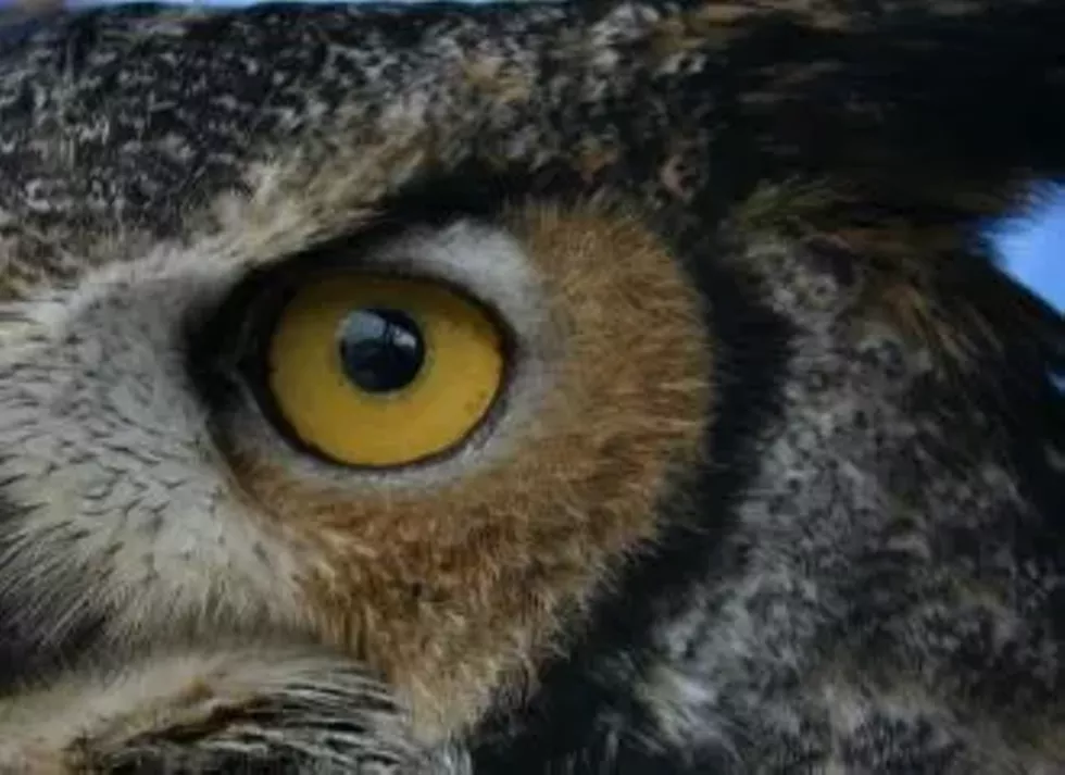 greathornedowl3-9-08-21-e1494608239802.webp