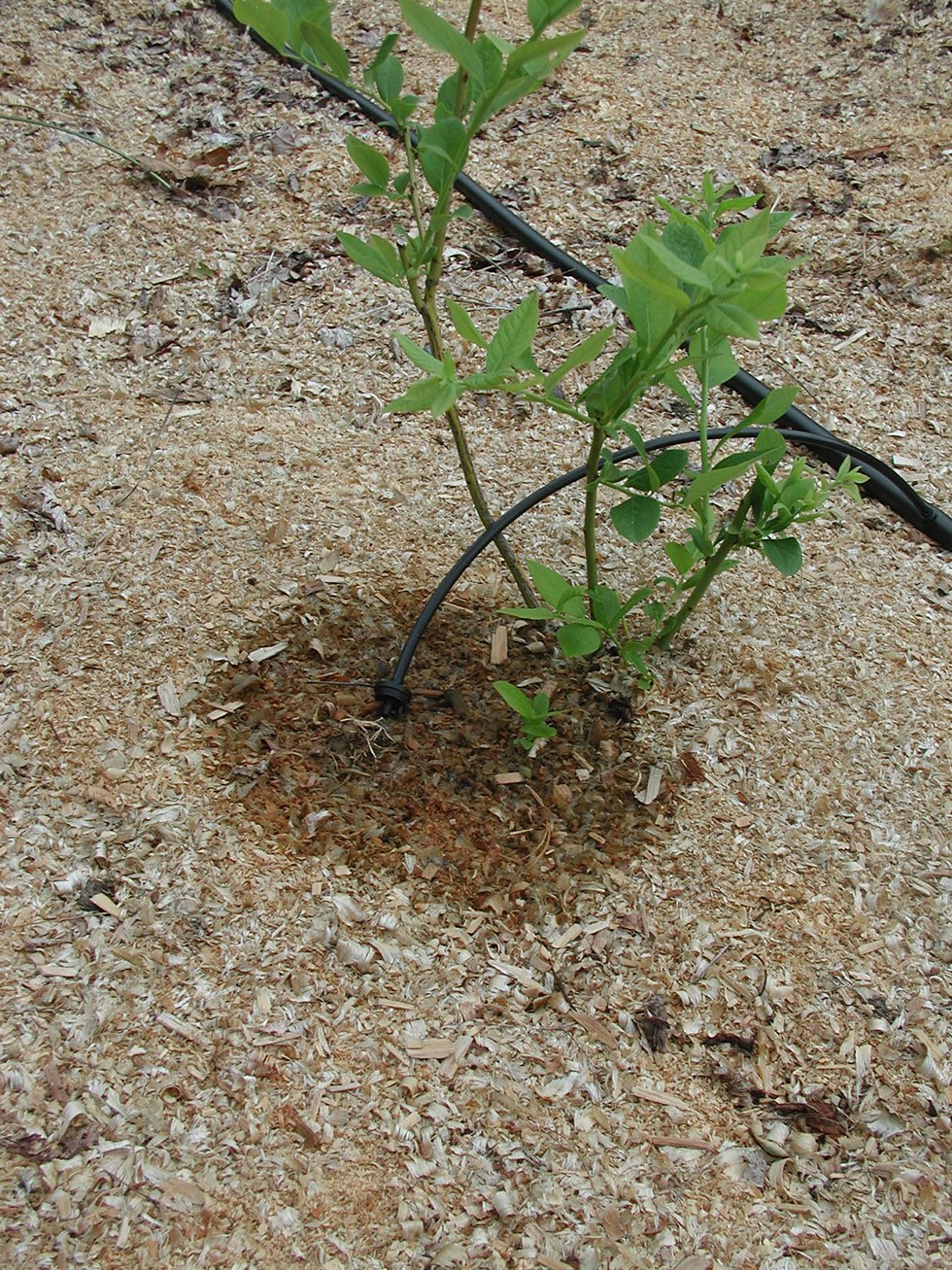 Drip irrigation of a blueberry plant