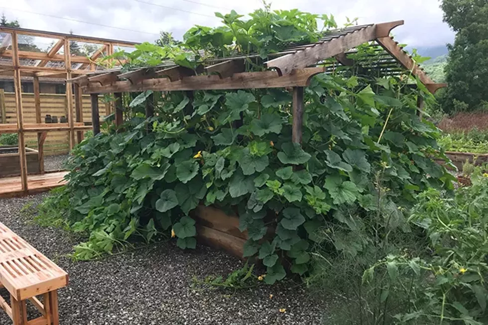 Kitchen garden at Scribner's Catskill Lodge, Hunter