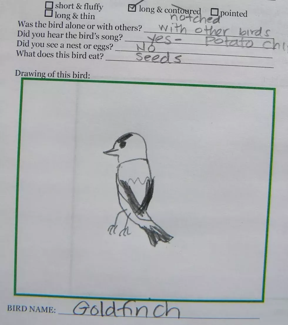 make your own nature journal