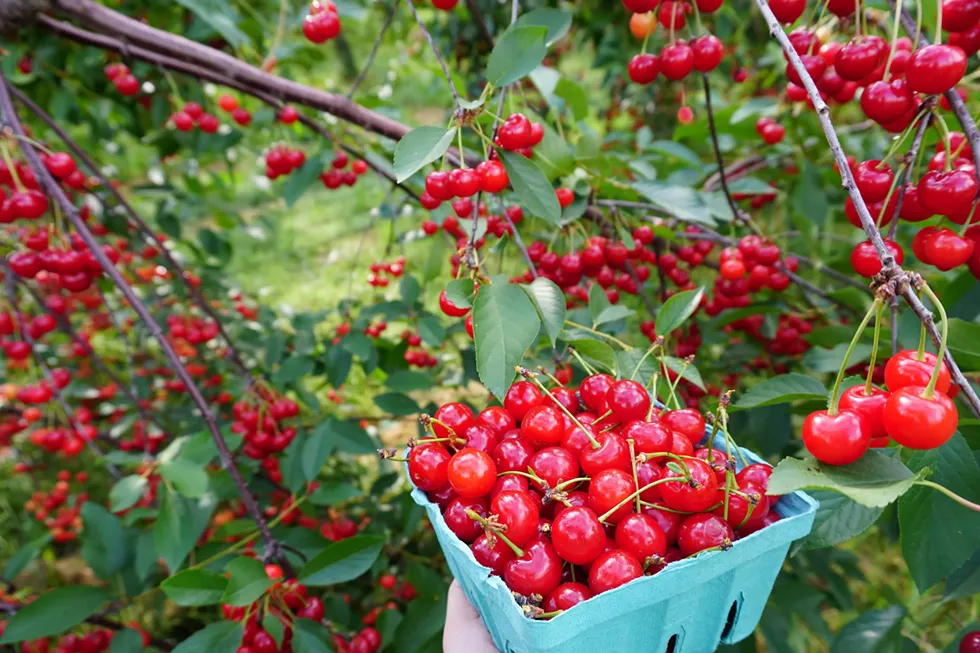 Pick your own cherries in our orchards or buy some in our farm store!