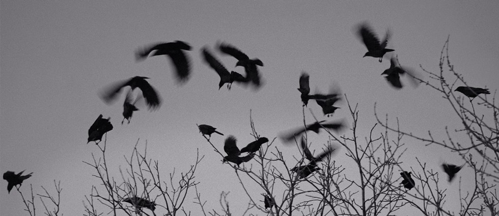 Crows Along the Hudson River at Dusk