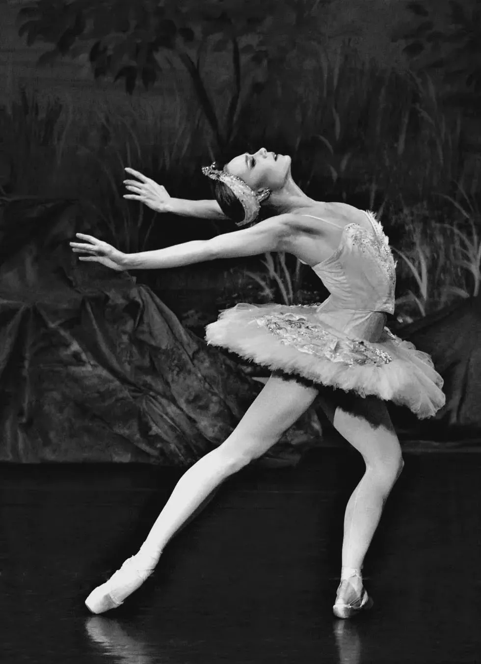 caras_swanlake_saramearns_photo.webp
