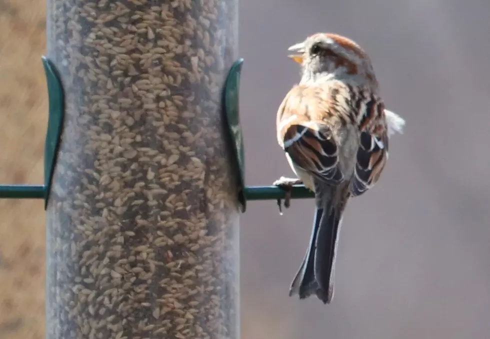 Sparrow