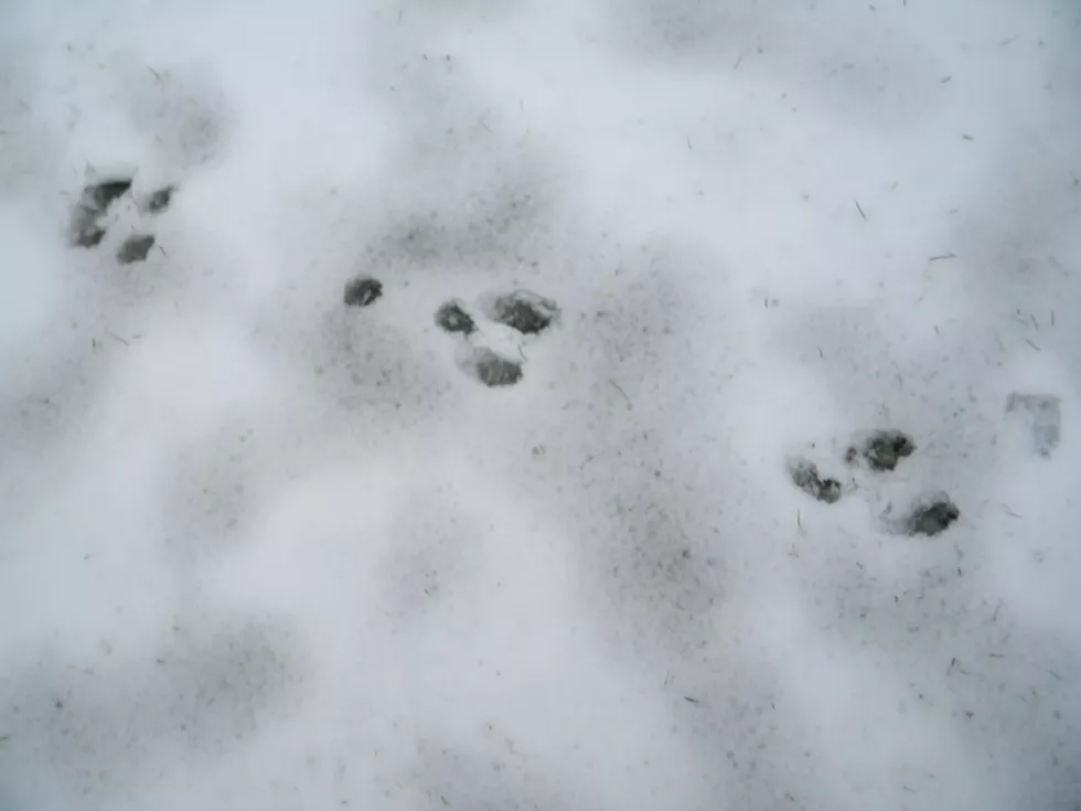 tracks at Mud Creek ELC