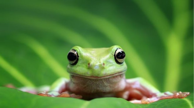 Compassion in Action: All About Frogs!