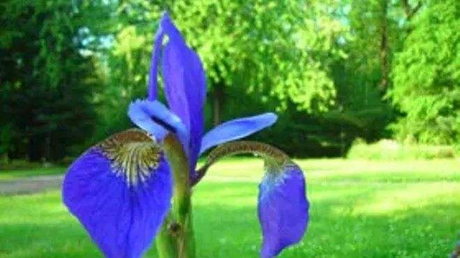 Image: The Art of Noticing: An Illuminated Journal Retreat with Hojin Osho & Kerissa Battle