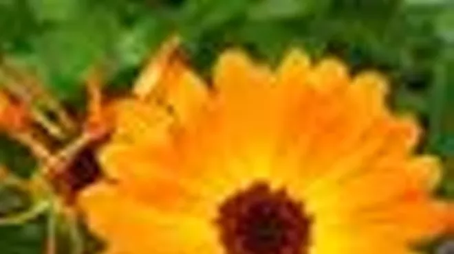 Image: The Ayurvedic Way of Avoiding Health Imbalances with Claudia Gukeisen, MA