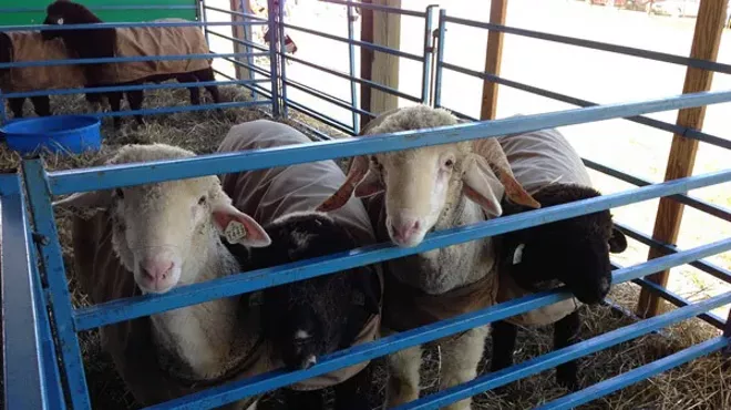 Image: Dutchess County Fair 2015