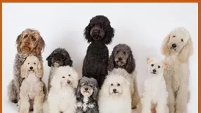 Image: The Olate Dogs