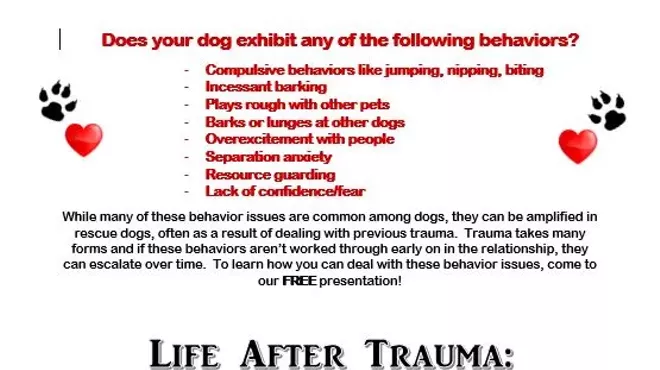 Image: Life After Trauma: Helping Your Rescue Dog Bring Out Her Best Self