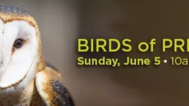 Image: Birds of Prey Day