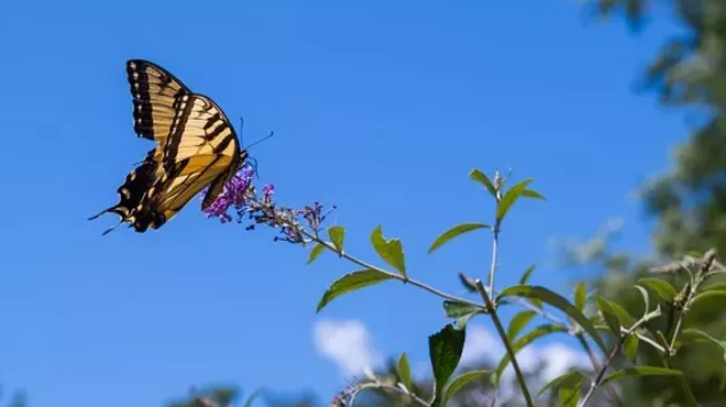 Image: Butterfly Festival
