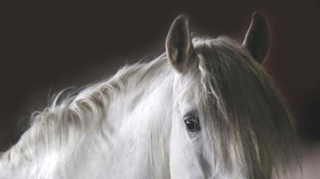 Equine Images Between Transcendent and Earthly Realms