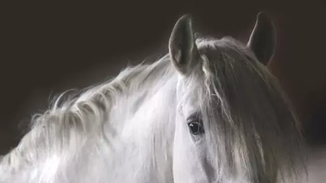 Image: Equine Images Between Transcendent and Earthly Realms
