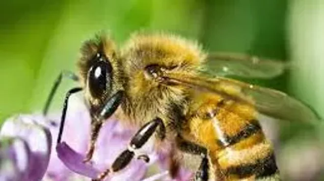 Image: Intro to Beekeeping