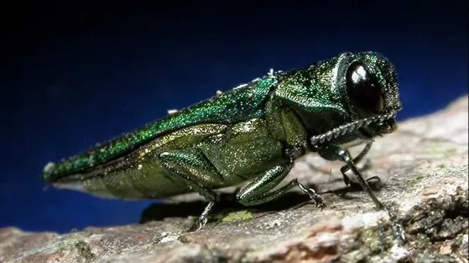 Image: Saving Our Trees from Forest Pests