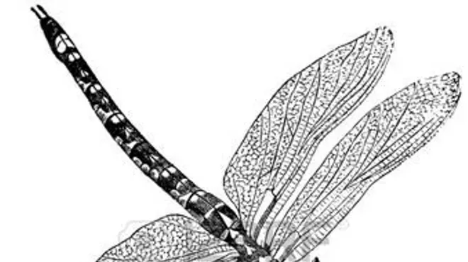 Image: Dragonfly Story Hour: A Story Slam for Adults