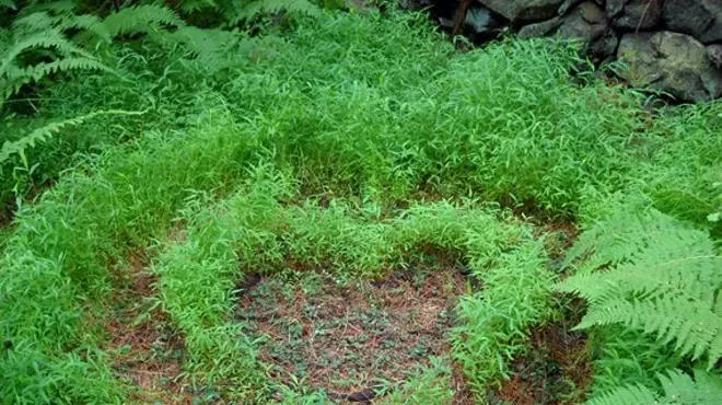 Image: Sacred Environments: Susan Shanti Gibian