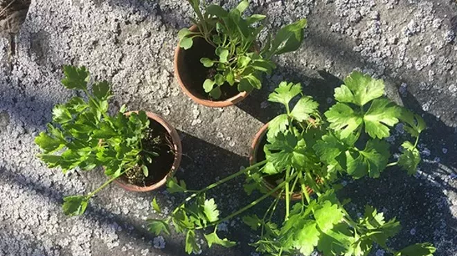 Image: Community Seedling Swap