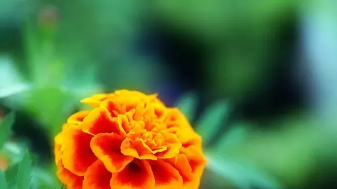 Image: The Effect of Gamma Rays on Man-in-the-Moon Marigolds