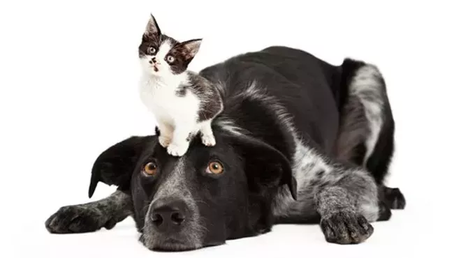 Image: Pet First Aid, CPR & Disaster Preparedness Certification Course