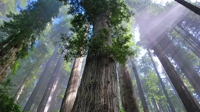 Image: Redwood Curtain