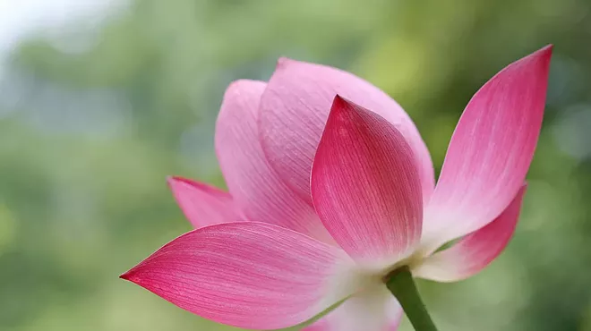 Image: A Day of Mindfulness Retreat with Stephanie Speer