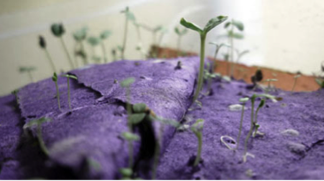 Image: Sowing the Seeds of Love