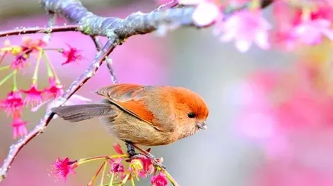 Image: Bird Walk with Alan Devoe Bird Walk