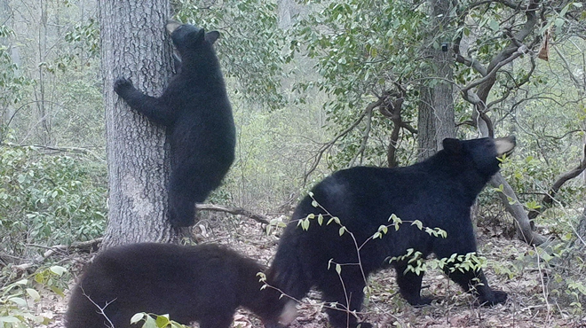 Image: Living with Bears