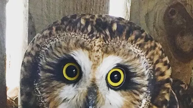 Image: Protecting New York Owls