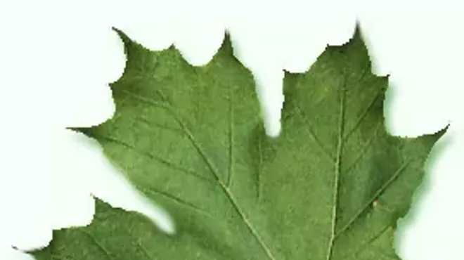 Image: Identifying Trees: Celebrate Arbor Day!