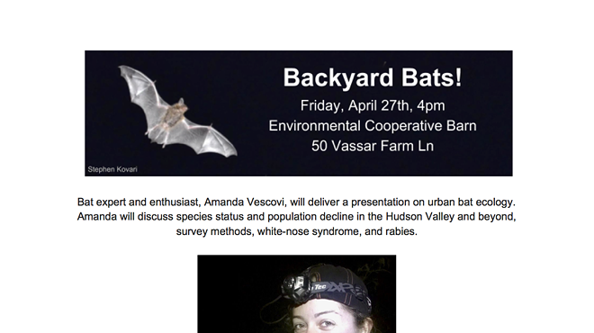 Image: Backyard Bats