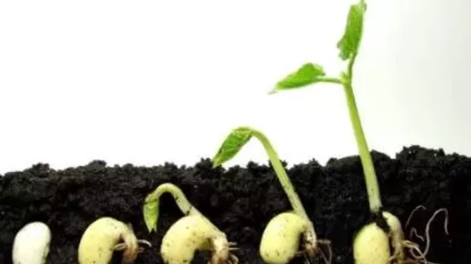 Image: Nature & Nurture: Oh Say Can You Seed